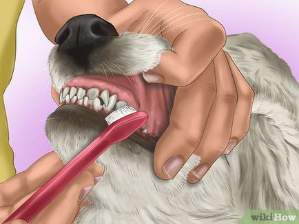 Cum să se spele pe dinti câinele