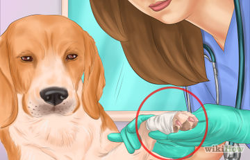 Cum să se spele pe dinti câinele