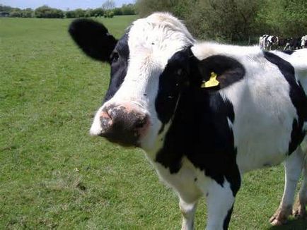 Ce rasa de vaci sunt o imagine de ansamblu cu fotografii, descrierea speciilor