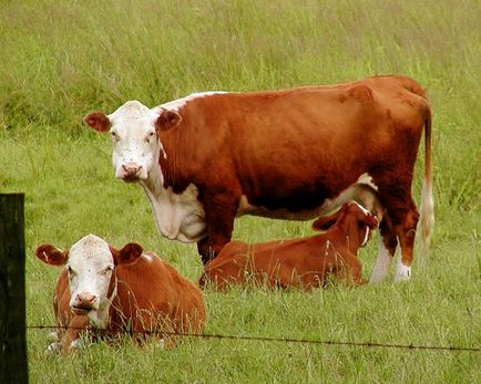 Ce rasa de vaci sunt o imagine de ansamblu cu fotografii, descrierea speciilor