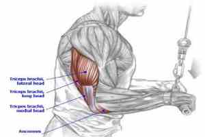 Cum se descarcă triceps care metoda de a alege