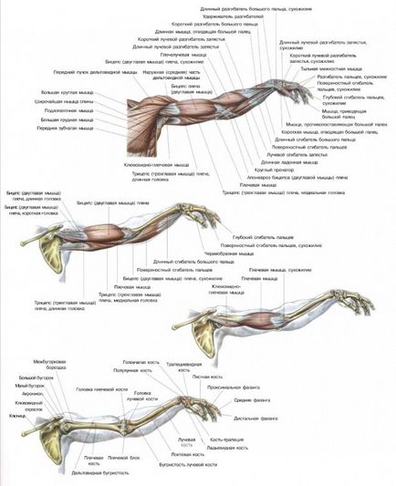 Cum de a construi muschii bratului (biceps si triceps)