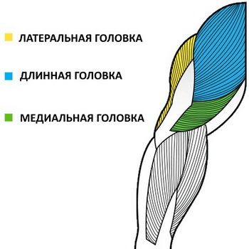 Cum de a construi triceps 6 programe de formare