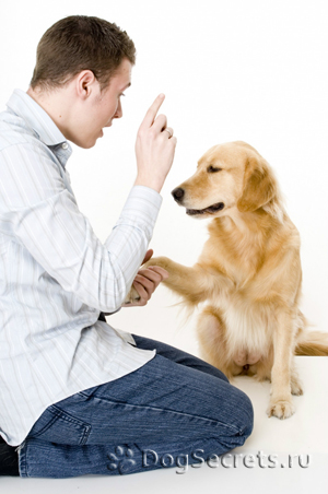 Cum să învețe câinele să paw dvavat echipa de formare adecvată