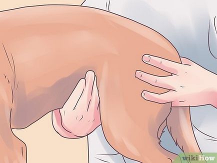 Cum de a goli vezica urinara la câini paralizat