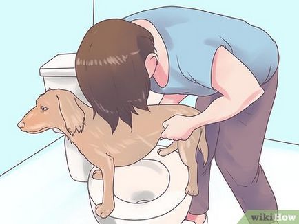 Cum de a goli vezica urinara la câini paralizat