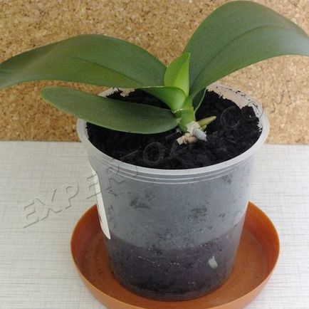 Cum să se separe de orhidee Phalaenopsis Babe, expertoza