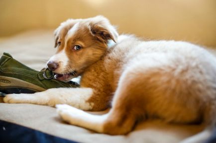 Cum se intarca mestecare dvs. de câine pe lucruri pe care le aflăm motivele și selectați metodele de comportament de adaptare