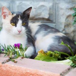 Ce miros nu le place pisica mirosuri repelente de pisici în grădină și dacha
