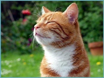 Ce miros nu le place pisica mirosuri repelente de pisici în grădină și dacha