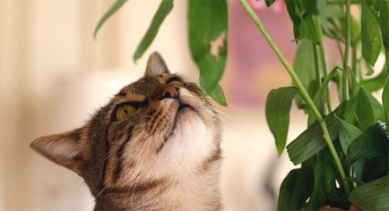 Ce miros pisici descurajează