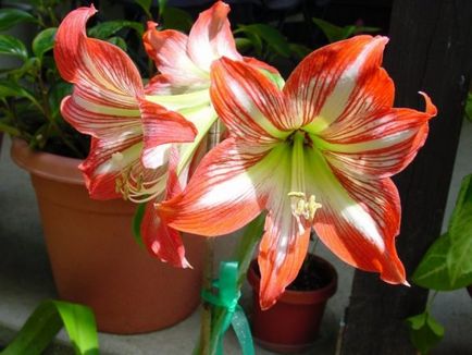 Cum să transplant Amaryllis