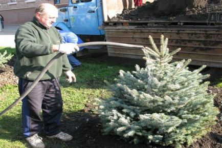 Cum să transplant de molid din pădure la site-ul atunci când este mai bine să planteze în primăvara sau toamna molid, video de pe dreapta