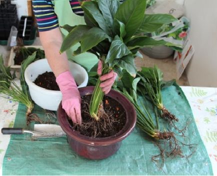 Cum să transplant Spathiphyllum (fericire feminin) în casă