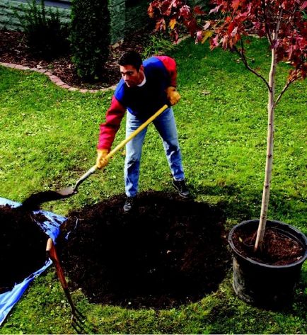 Cum să planteze un copac vorbesc despre asta