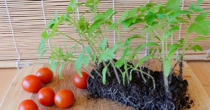 Cum să planteze răsaduri de roșii în casă