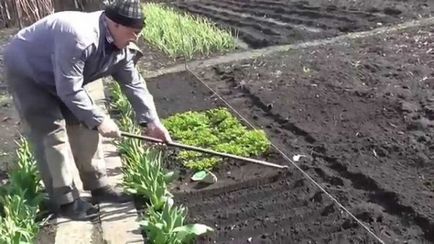 Cum să planteze mărar și pătrunjel în țară și cum să le crească, video