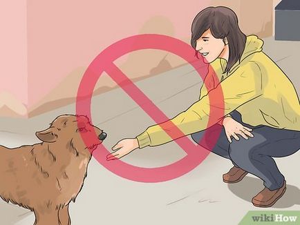 Cum de a prinde un câine fără stăpân