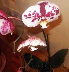 Cum să aibă grijă în mod corespunzător pentru Phalaenopsis - plante de interior și flori