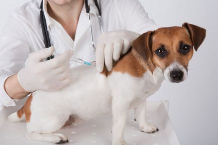 Cum de a face o lovitură de câine - subcutanat sau intramuscular în coapsă sau în greabăn