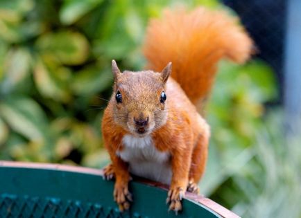 Deoarece proteina cuprinde la domiciliu (includ proteine) Cum să păstrați veveriță în casă