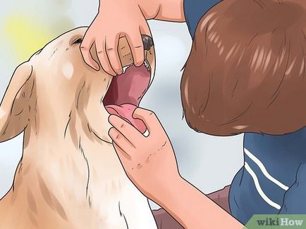 Cum pentru a salva câinele sufocat
