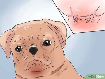 Cum pentru a salva câinele sufocat