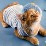 Cum de a lega haine pisica ta - pisica curat - mobilier si imbracaminte pentru animale de companie - pisica curat - mobilier si