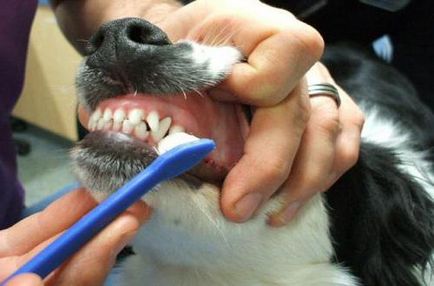 Ca și în casă pentru a curăța dinții de câine de curățare dinți kit de câine