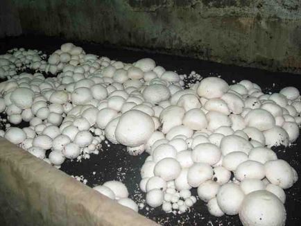 Cum să crească ciuperci ciuperci la domiciliu