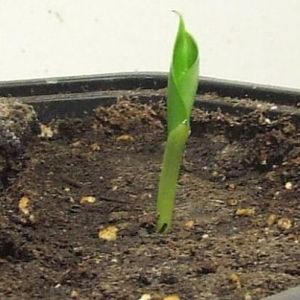 Cum să crească o banana la domiciliu din semințe sau varza nuanțelor de transplant și plante de udare