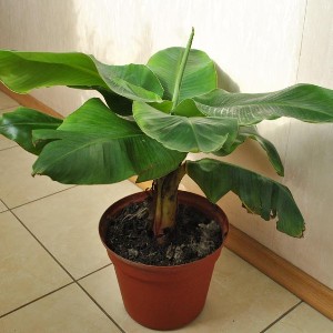 Cum să crească o banana la domiciliu din semințe sau varza nuanțelor de transplant și plante de udare