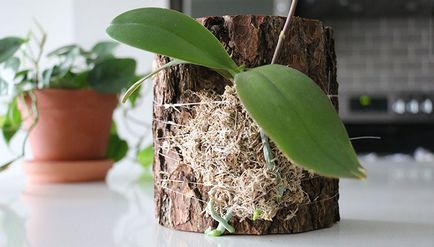 Cum să crească orhidee Phalaenopsis Babe pe un vârf