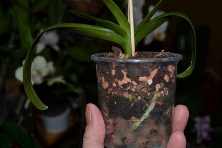 Cum să crească orhidee Phalaenopsis Babe pe un vârf