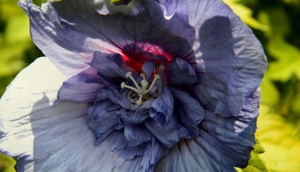 Cum să crească hibiscus, de plantare și îngrijire hibiscus