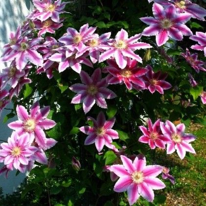 Cum de a face Clematis floare magnific - flori ornamentale și arbuști