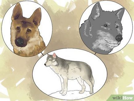 Cum de a începe o casă-lup