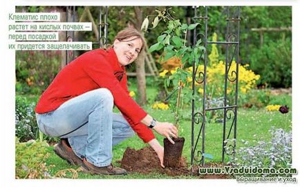 Clematis (foto) - sfaturi de plantare și îngrijire de profesioniști, site-ul de grădină, cabana și plante de apartament