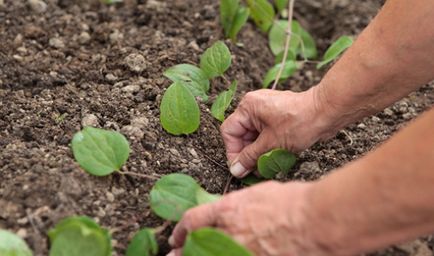 Clematis - plantarea și îngrijirea în câmp deschis, cum ar fi gradina ta