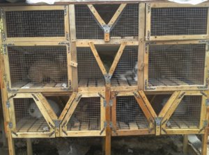 Cage pentru iepuri cu mâinile lor ghid pas cu pas