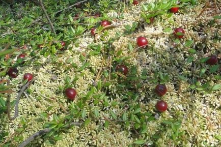 grădină Cranberry în creștere în zona de grădină din țară, soiurile