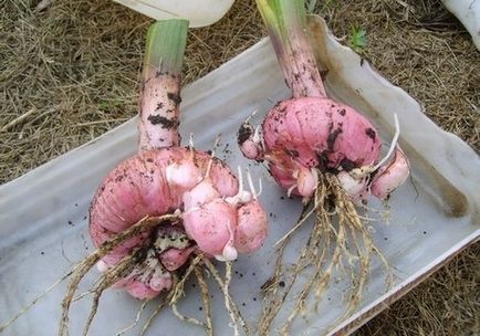 Când a planta primăvară gladiolus