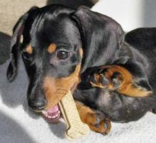 Hrănirea adult Dachshund (hrănire Dachshund) Hrănirea taxele pentru adulți