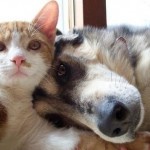Pisică și de câine - împreună pentru totdeauna (28 poze)