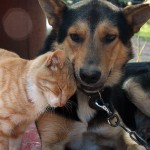 Pisică și de câine - împreună pentru totdeauna (28 poze)
