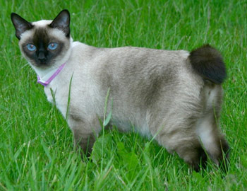 Pisicile fără coadă și Bobtail - manx tailless și Bobtail Bobtail