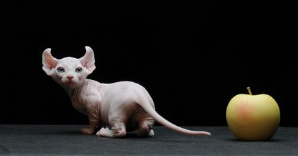 Pisici fara par nume rasa, pret, 10 fotografii, videoclipuri