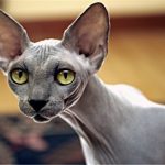 Sphynx comentarii caractere pisica, pret, imagini, caracteristici, răspunsuri la întrebări frecvente, kotizm