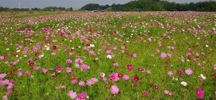 plantare Kosmeya și de îngrijire în câmp deschis, un nume și fotografii soiuri kosmeya