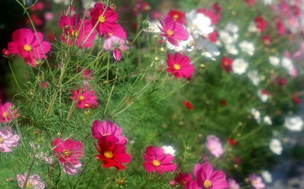 plantare Kosmeya și de îngrijire în câmp deschis, un nume și fotografii soiuri kosmeya